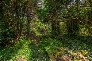 Woodland area- click for photo gallery